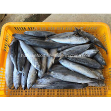 Gefrorener Fisch Bonito (Auxis rochei rochei)